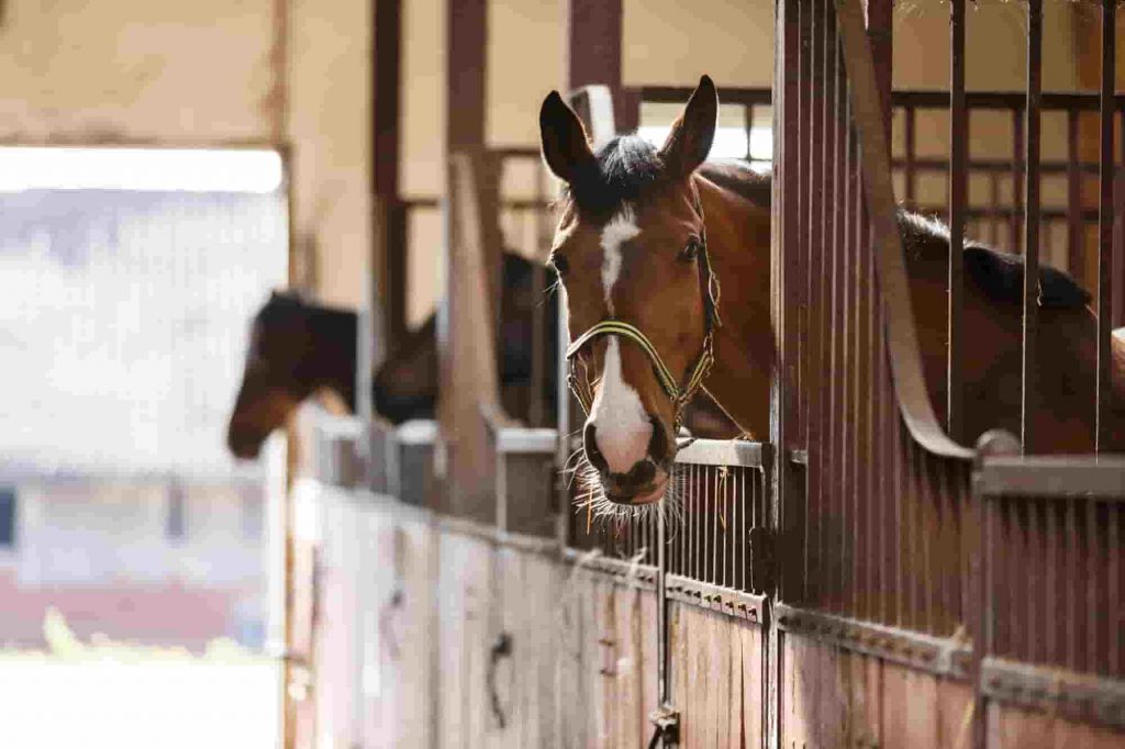 Horse Stable