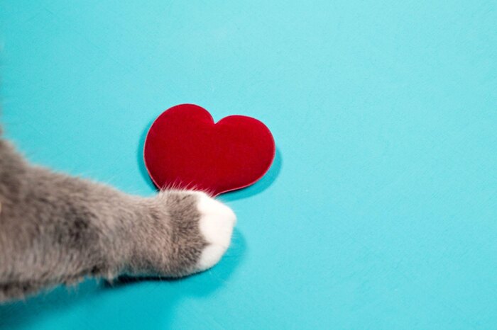 cat paw near heart blue background