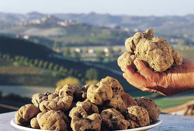 most expensive mushrooms