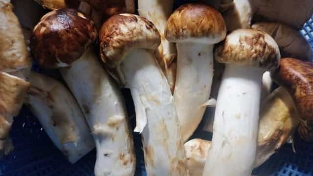 edible mushrooms