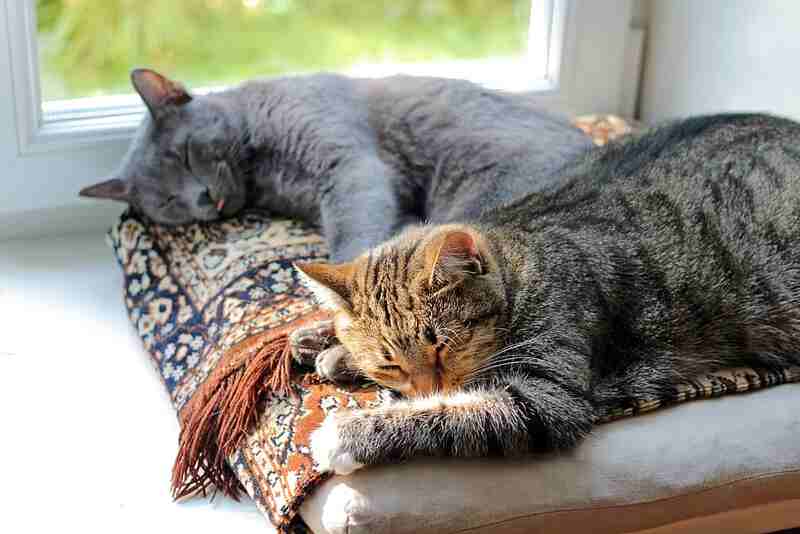 Traveling with Pets