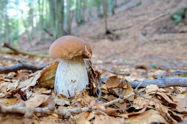 types of mushrooms