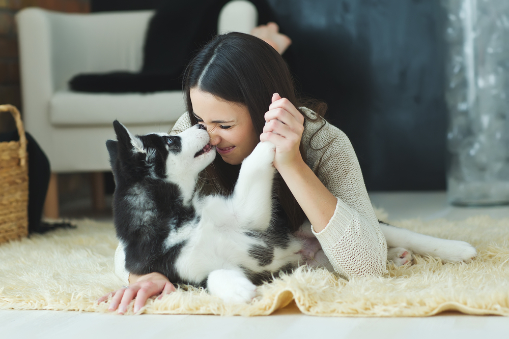 Things You Should Consider While Choosing the Perfect Pet perfect pet